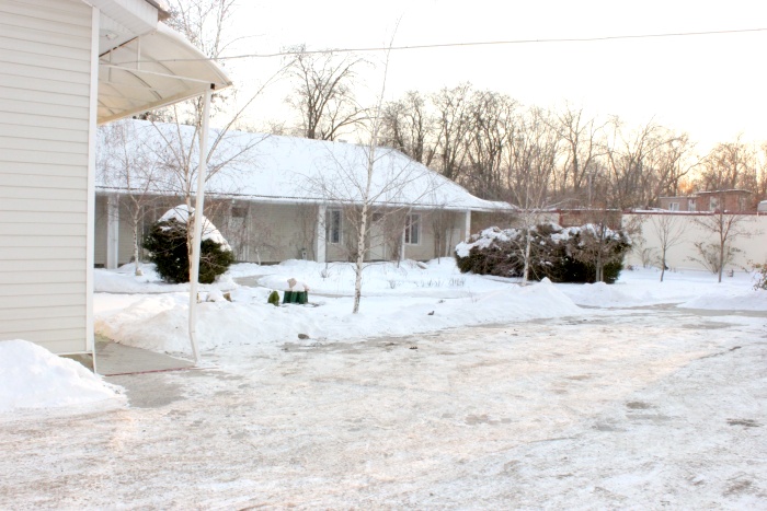 Фото Золотой лев