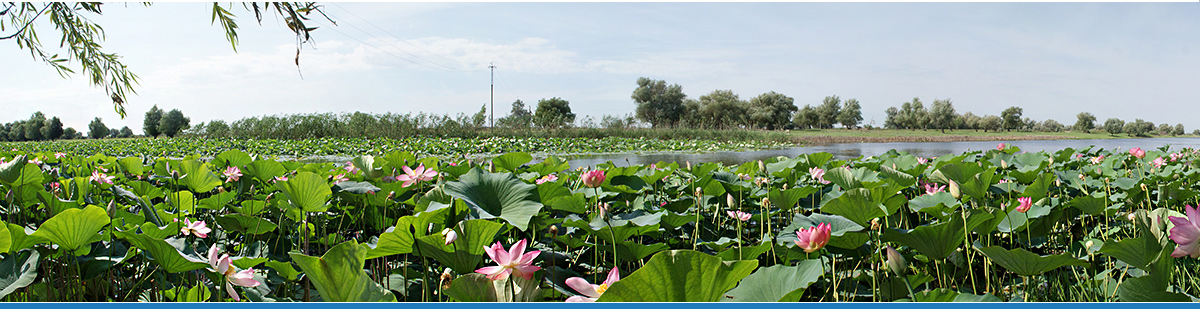 Фото Камышовый рай