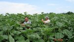 Агрофирма Гаван (Каховский район, село Богдановка), зерно и зерноотходы в Херсонской области