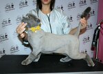 Darling (6-ya proseka, 129), pet salon