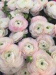 Baza29 Flowers (Kyrylivska Street, 62), floristeria