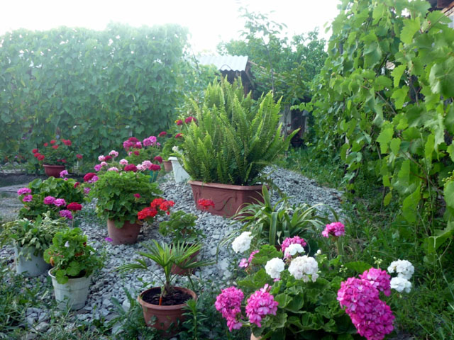 Фото Крымский дворик