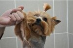 Zoosalon Master L (Dilova Street, 22), pet salon