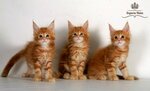 Pitomnik maine coon Imperia Helen g. Ekaterinburg (Чкаловский район, микрорайон Химмаш, Профсоюзная улица, 57), animal nursery
