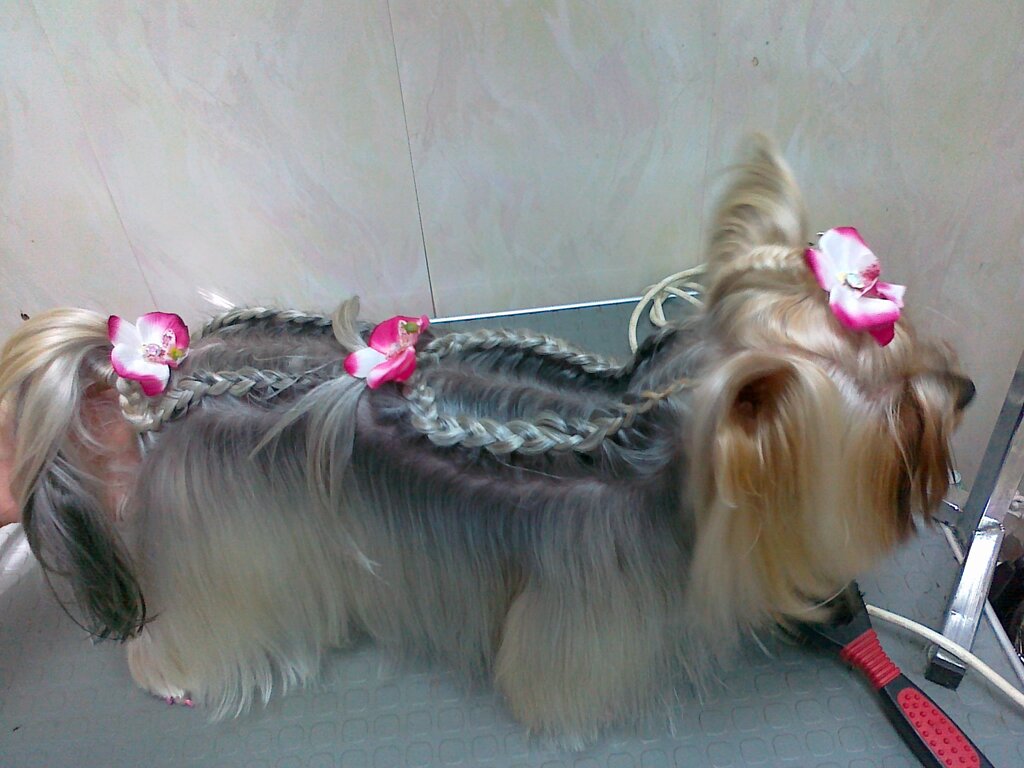 صالون حيوانات أليفة Dom mody dlya zhivotnykh Gaf & Mur ، بيرم، صورة