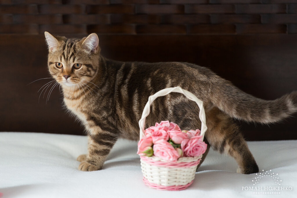 Уход за шерстью