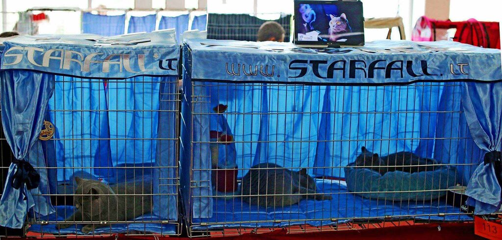 Tienda de animales Starfall Lt - Питомник Британских Короткошерстных кошек, , foto