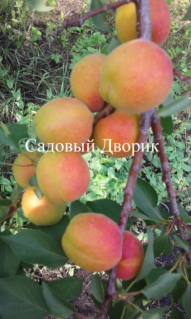 Садовый Дворик Архипова Интернет Магазин