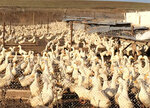 Ptitsekompleks Alekseyevsky (selo Alekseyevka, Samarskaya ulitsa, 25А/1), egg and poultry meat