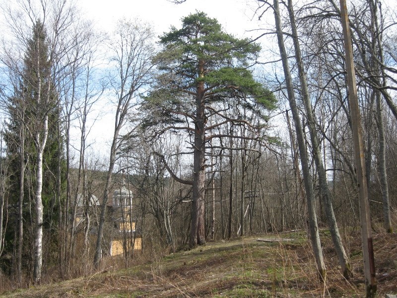 Фото Марциальные воды