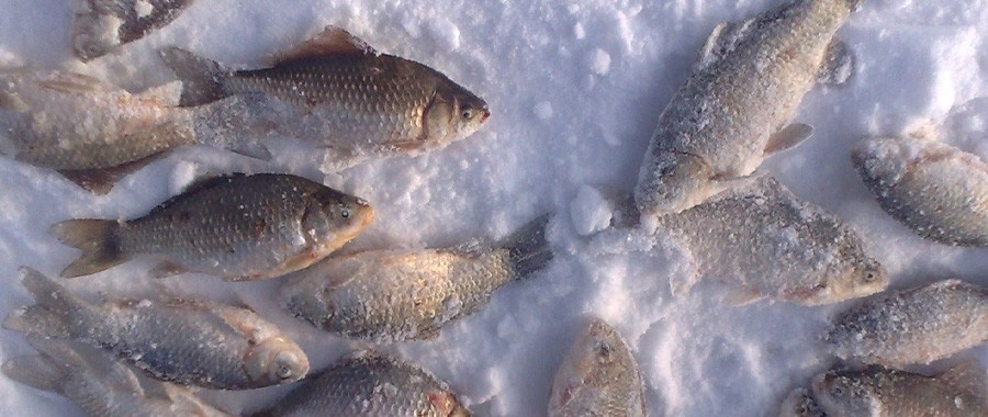 Фото Белая цапля