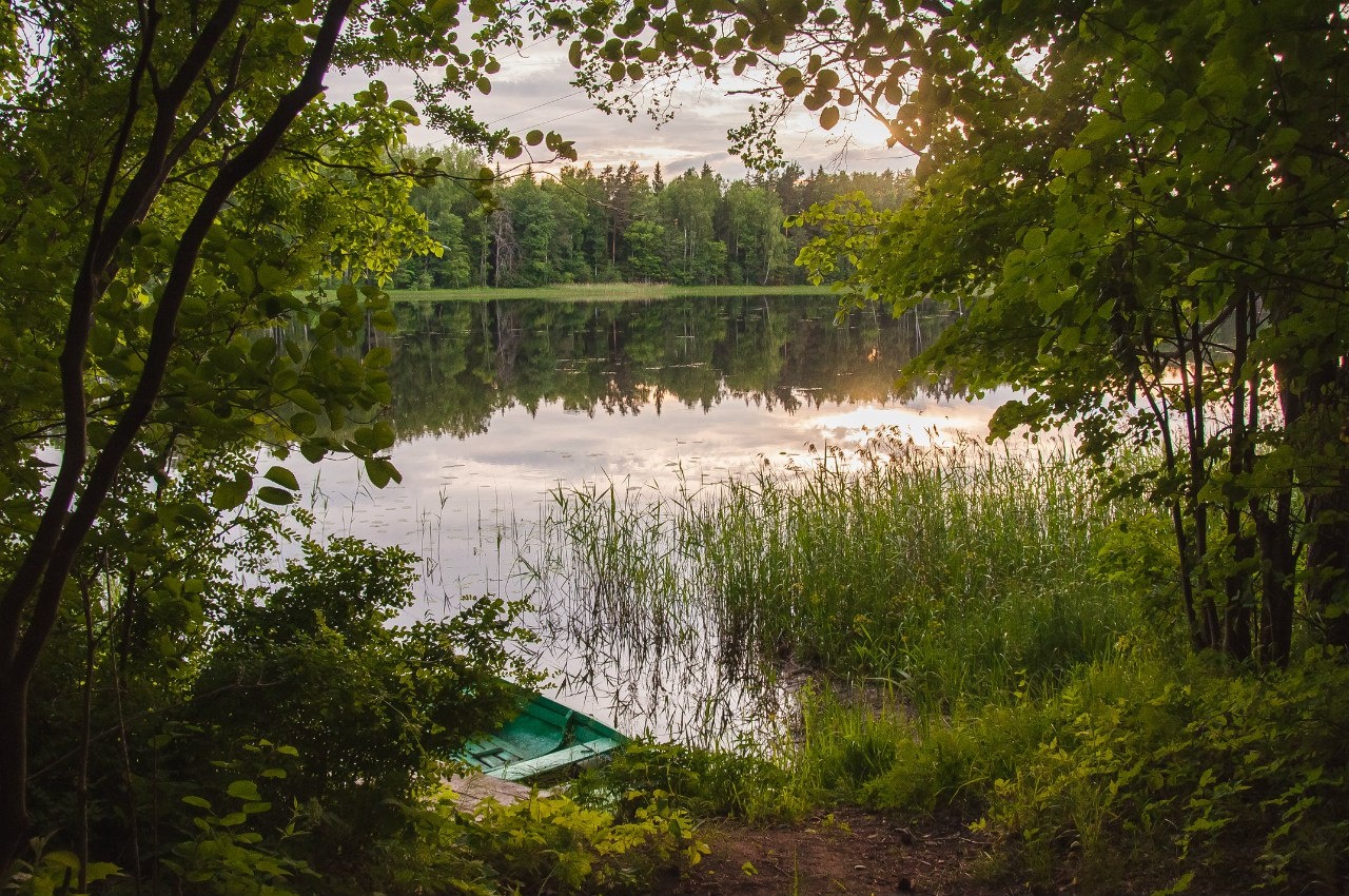 Фото Лесная дача