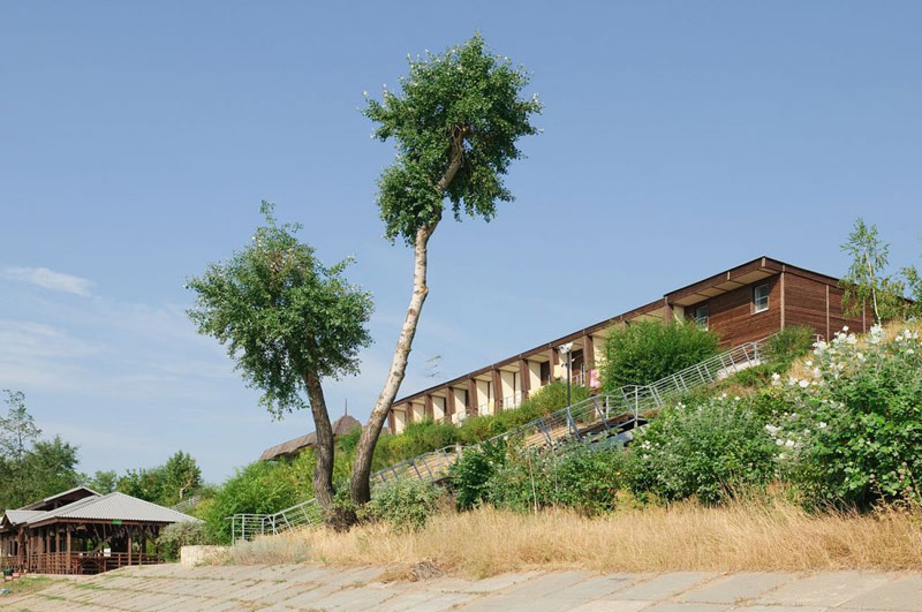 Фото Подсолнух