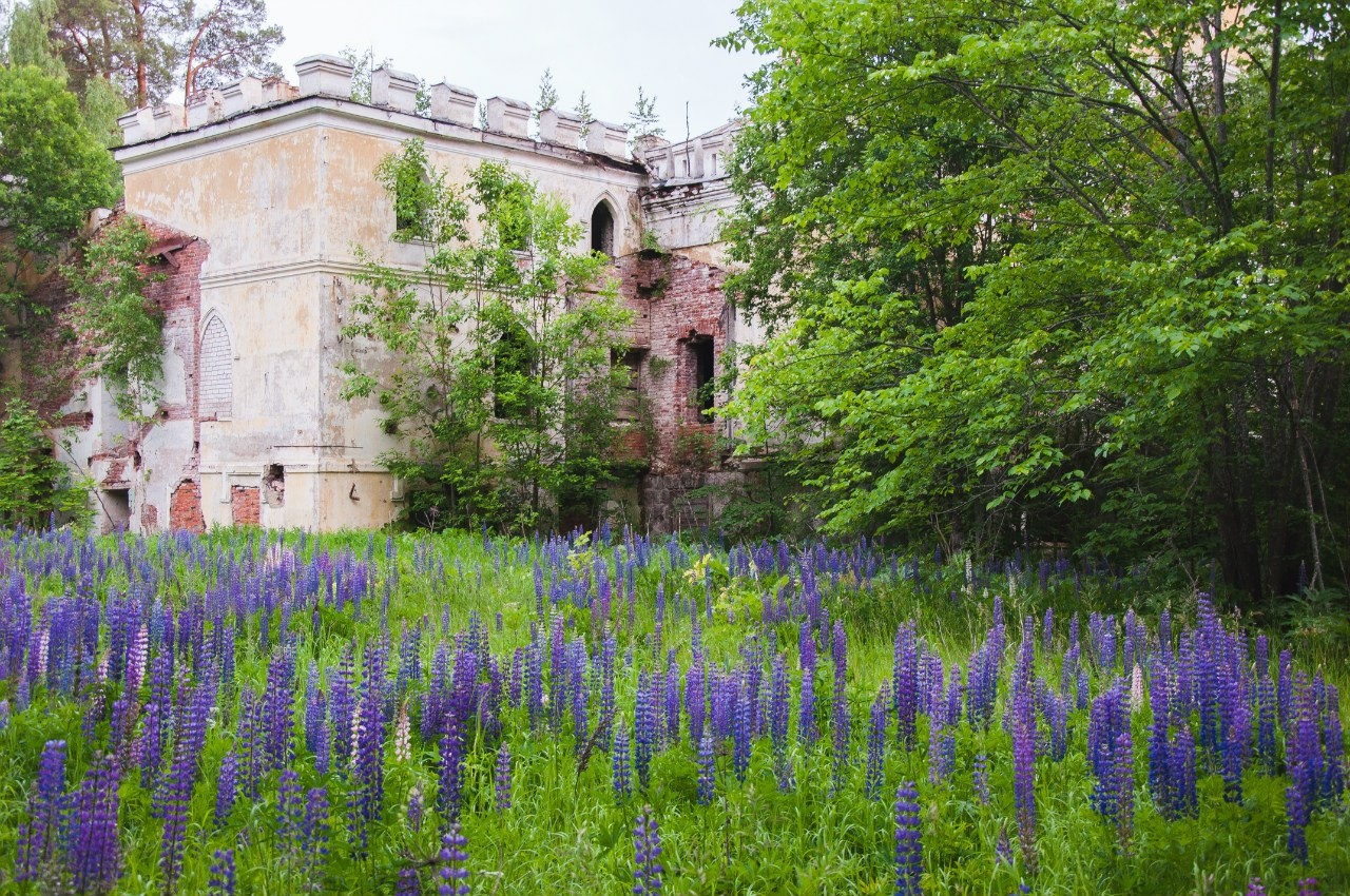 Фото Лесная дача