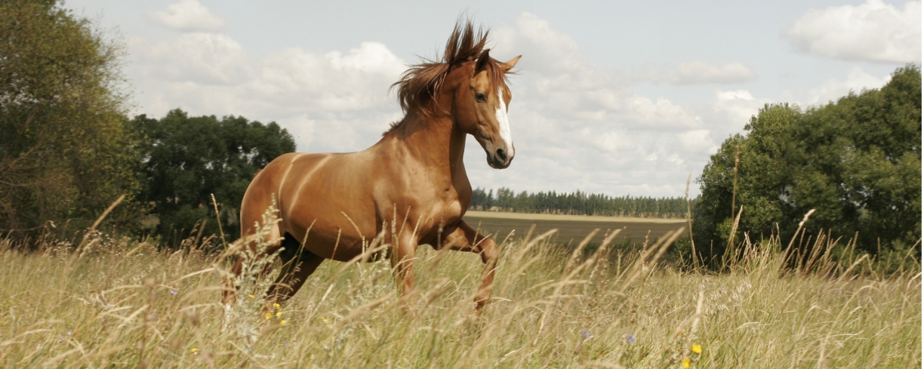 Фото Старая мельница