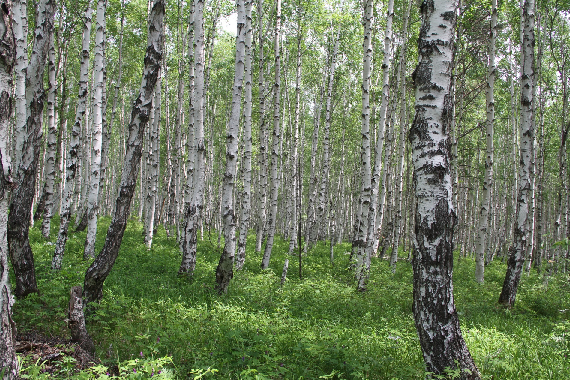 Фото Кругобайкальская