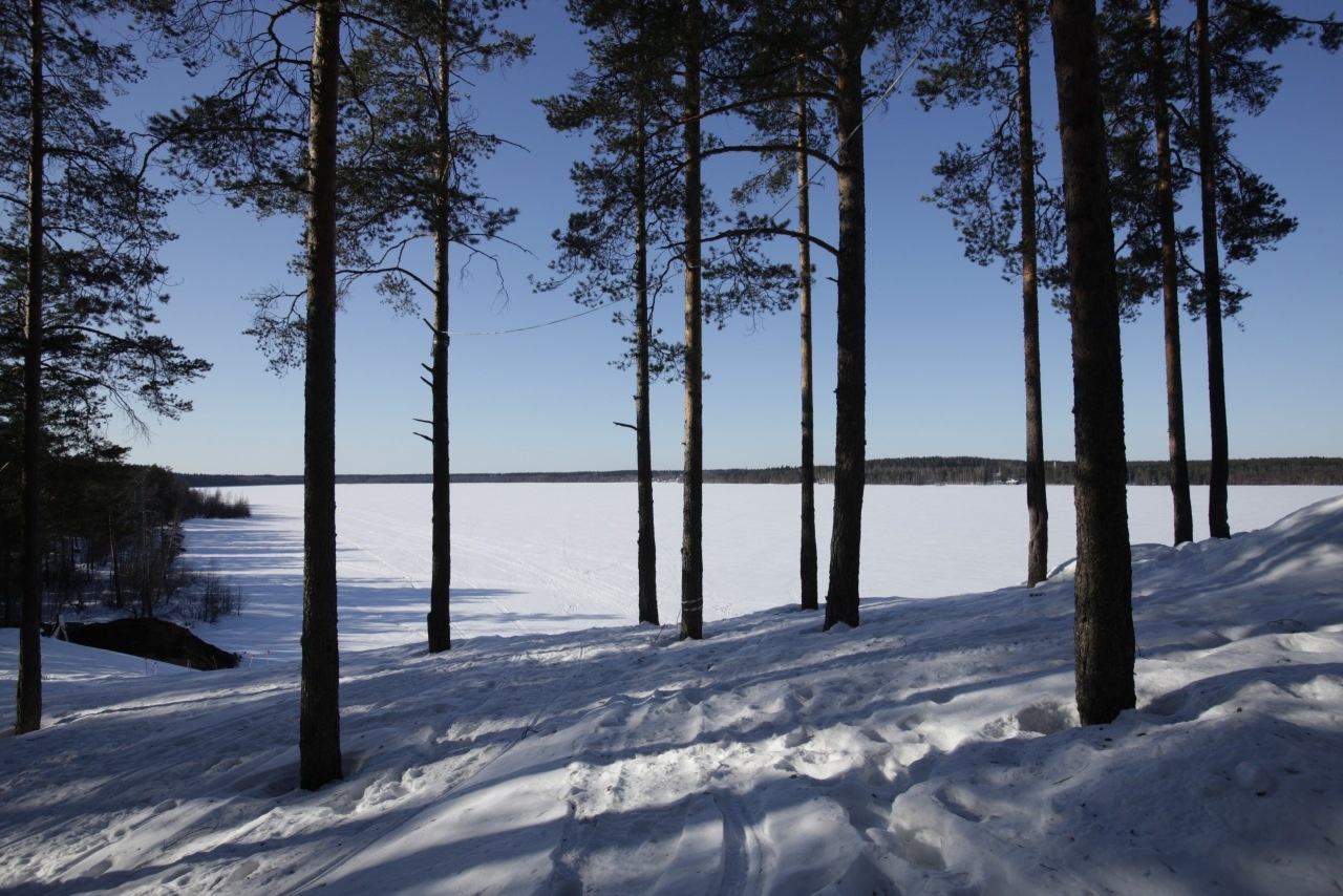 Фото Лесная Рапсодия