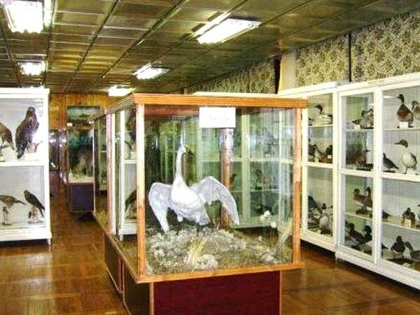 Museum Syktyvkarsky gosudarstvenny universitet Zoologichesky muzey, Syktyvkar, photo