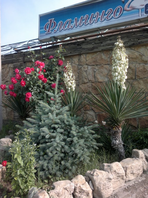 Фото Фламинго