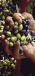 Elimore Olive Olive Oil (İstanbul, Ümraniye, Cemre Sok., 12B) ، مصنعو المواد الغذائية