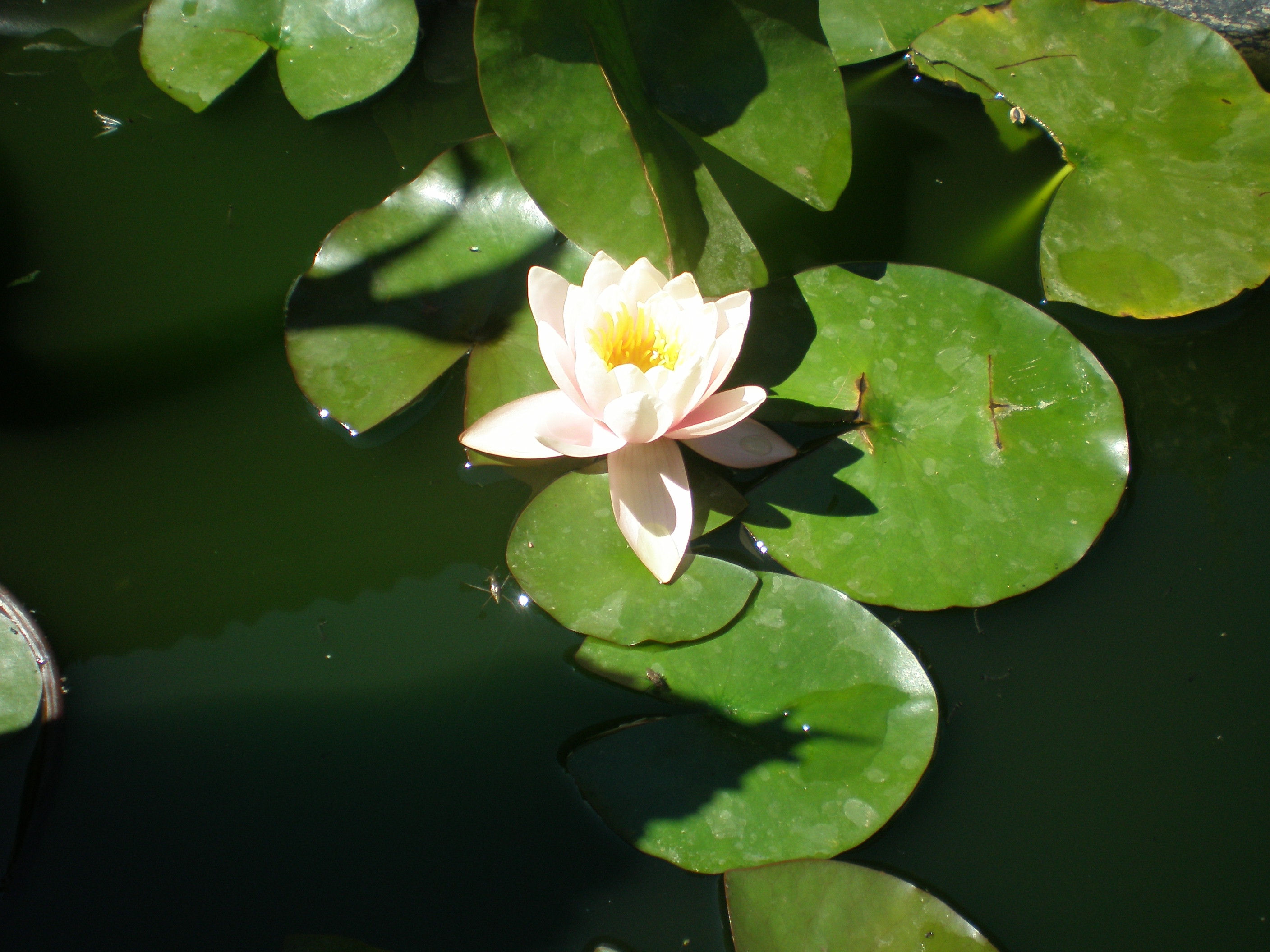 Фото СимСим