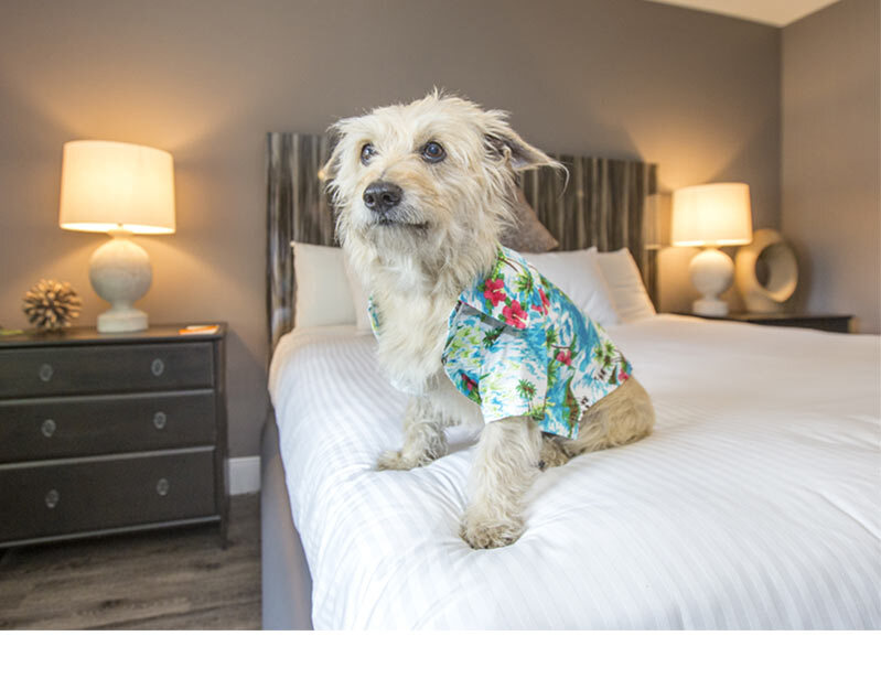 Фото Oasis at Gold Spike - Adults Only