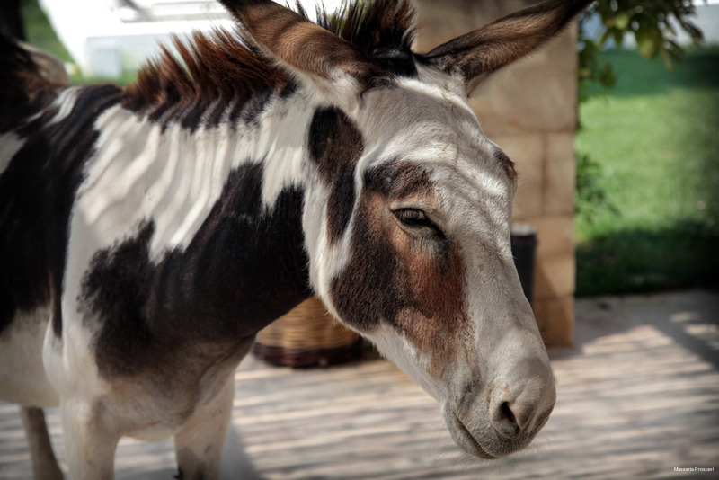 Фото Masseria Prosperi
