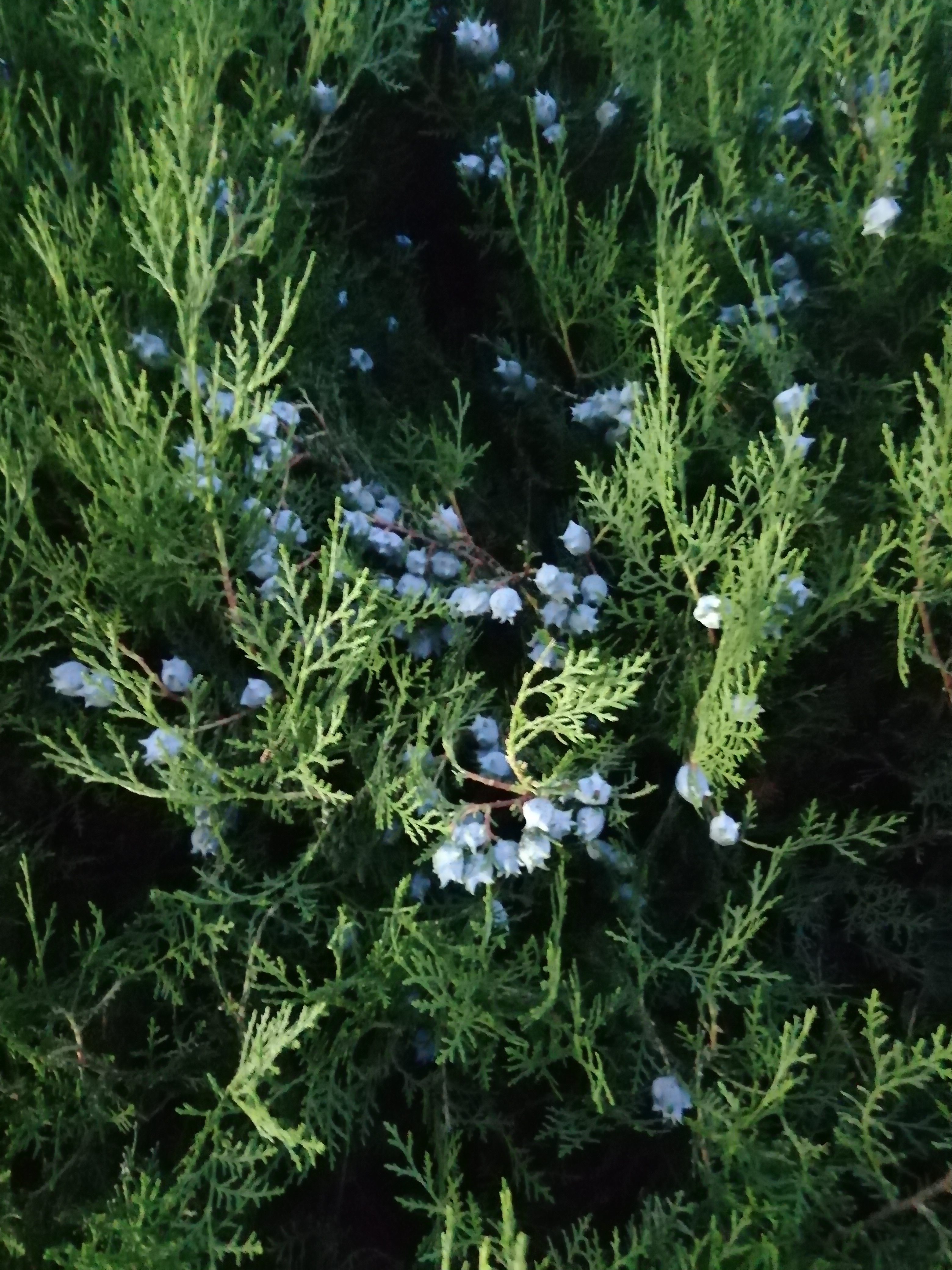 Фото Афалина