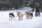 Dom Husky (Сергиев Посад, микрорайон Семхоз, 3-я Лесная улица, 8), zoo center