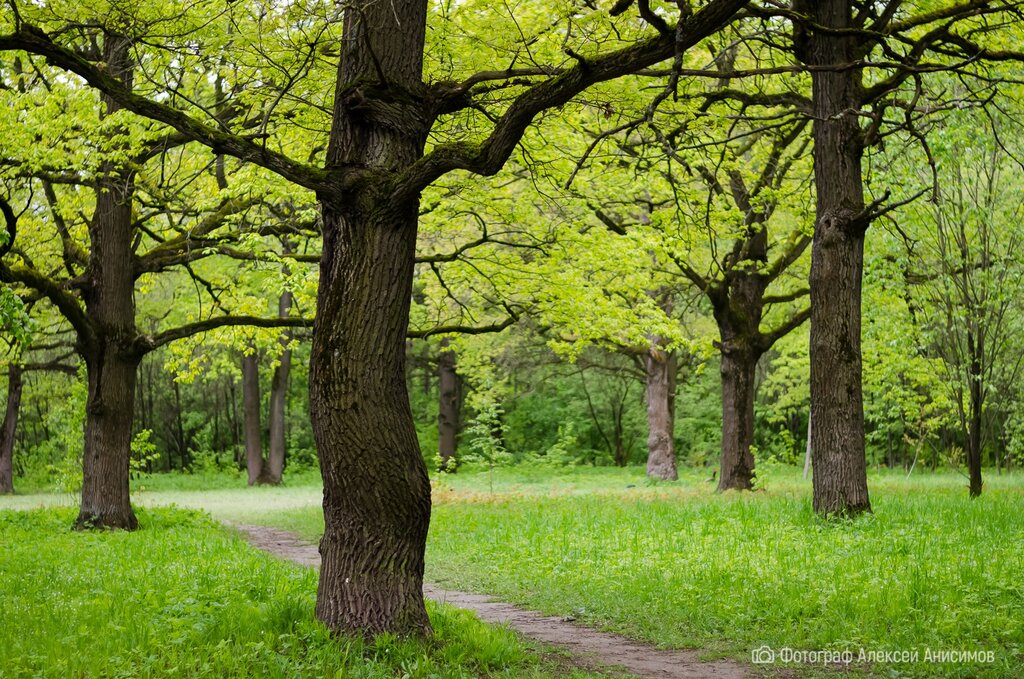 Nature Дубовая роща, Moscow and Moscow Oblast, photo