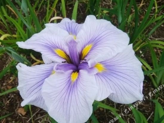 Фото Oyo Ryokan Koijigahama Kuroshio Tahara Irago