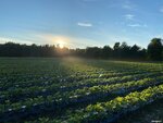 Красная Речка (Republic of Karelia, Kondopozhskiy rayon, Girvasskoye selskoye poseleniye, derevnya Krasnaya Rechka), agricultural enterprise