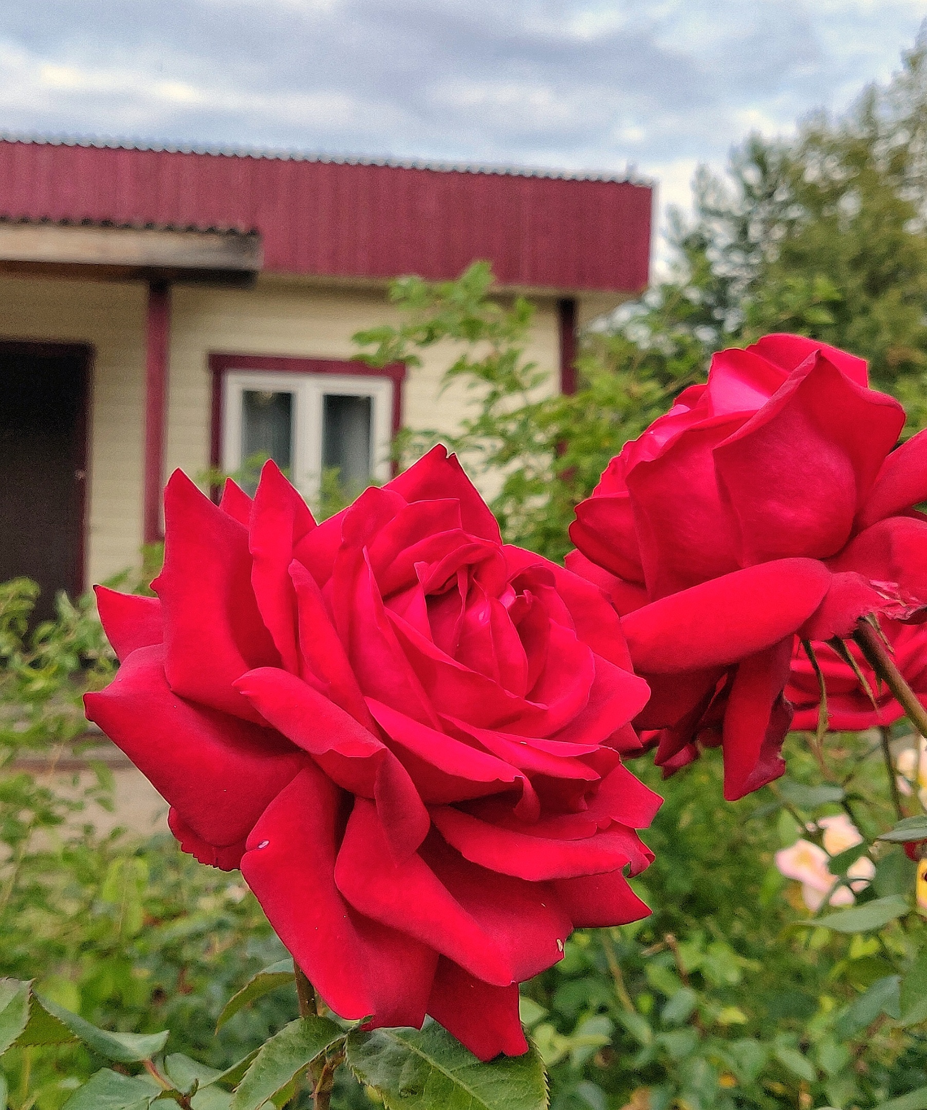 Фото Кантри