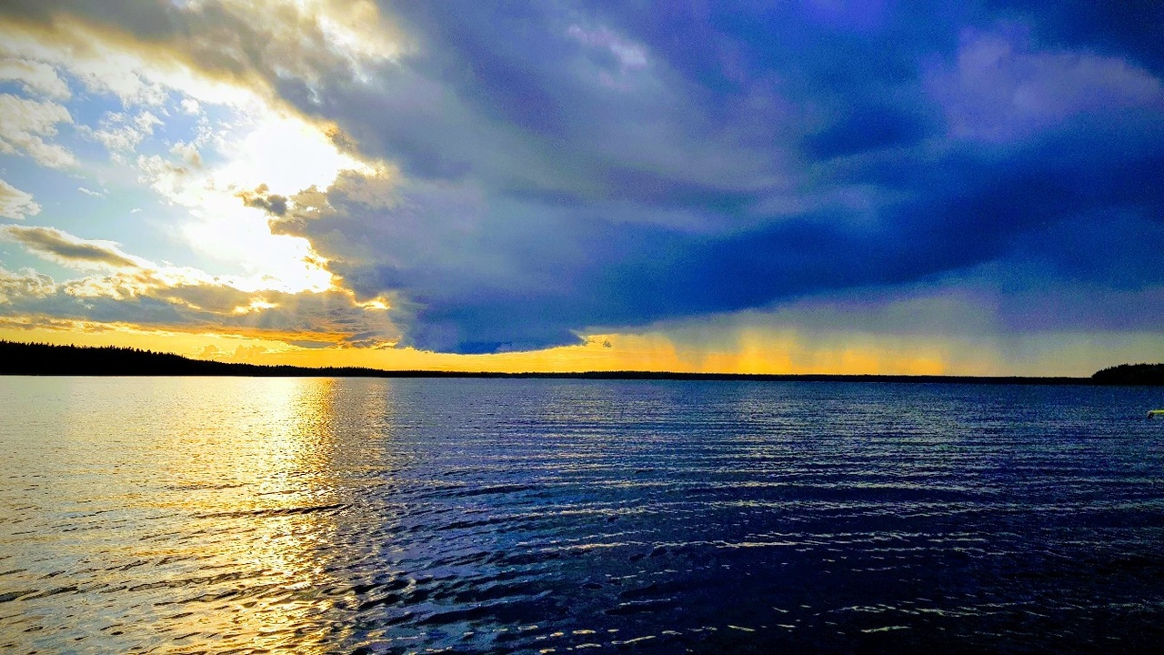 Фото Черная лиса