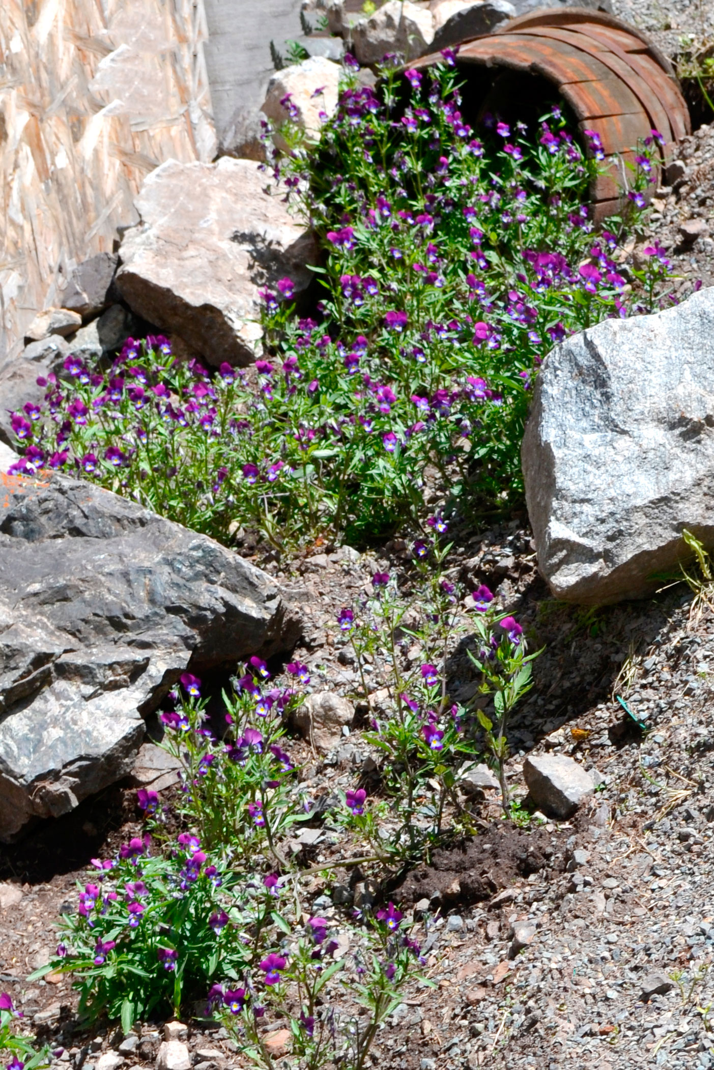 Фото Красные ворота