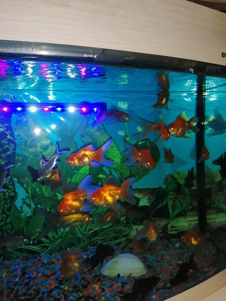 Pet shop ZOOМаркет, Aldan, photo