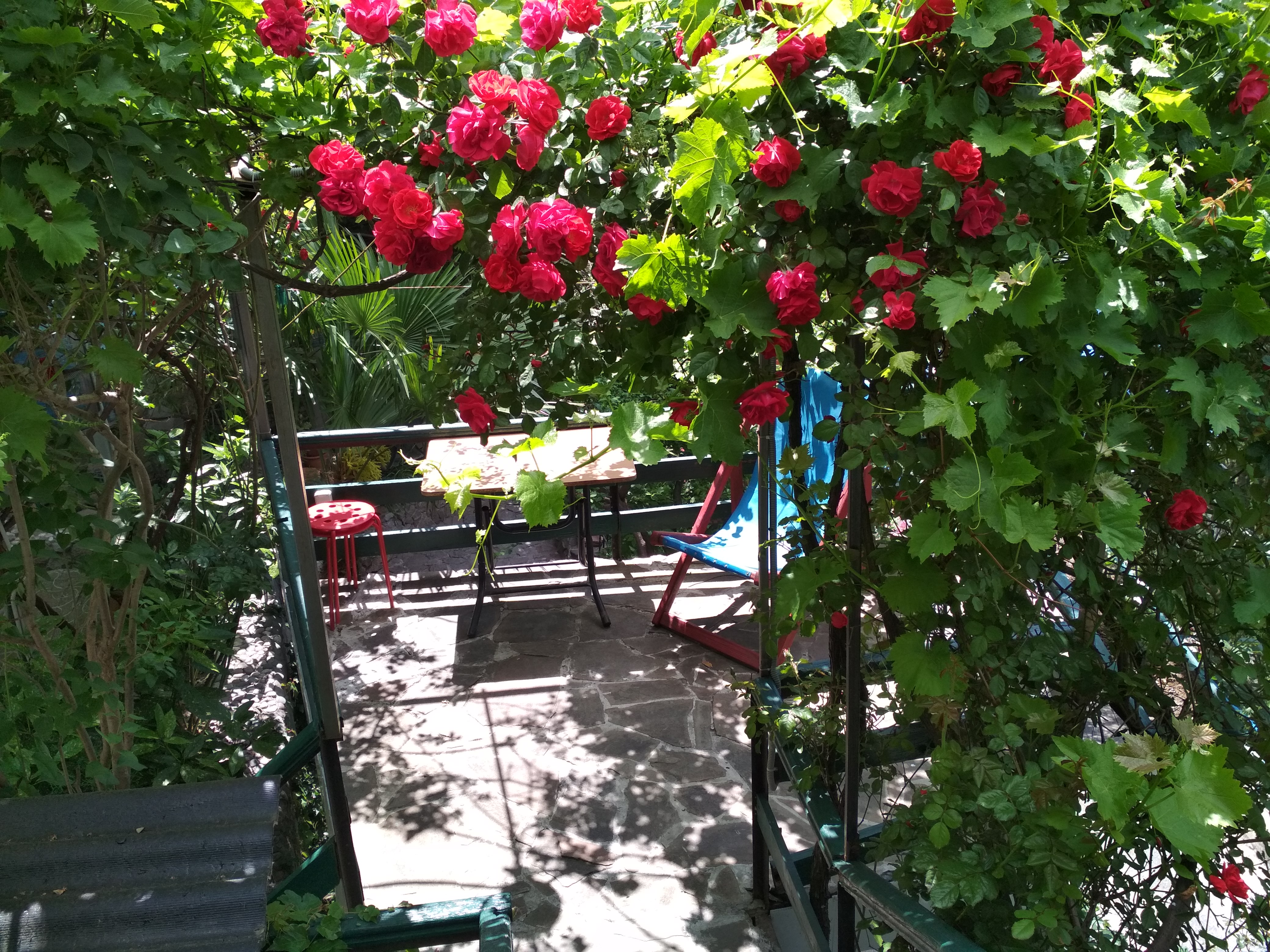 Фото Ласточка