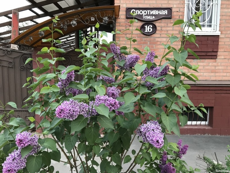 Фото Виноград