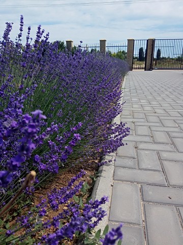 Фото Гостевой дом Гармония