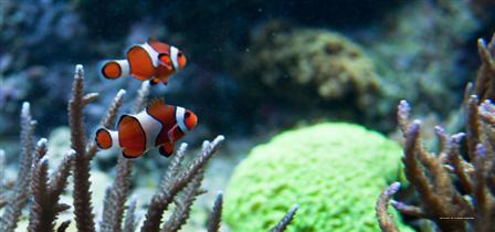 Фото Fairmont Le Chateau Frontenac
