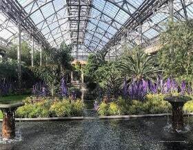 Фото Wild Wisteria