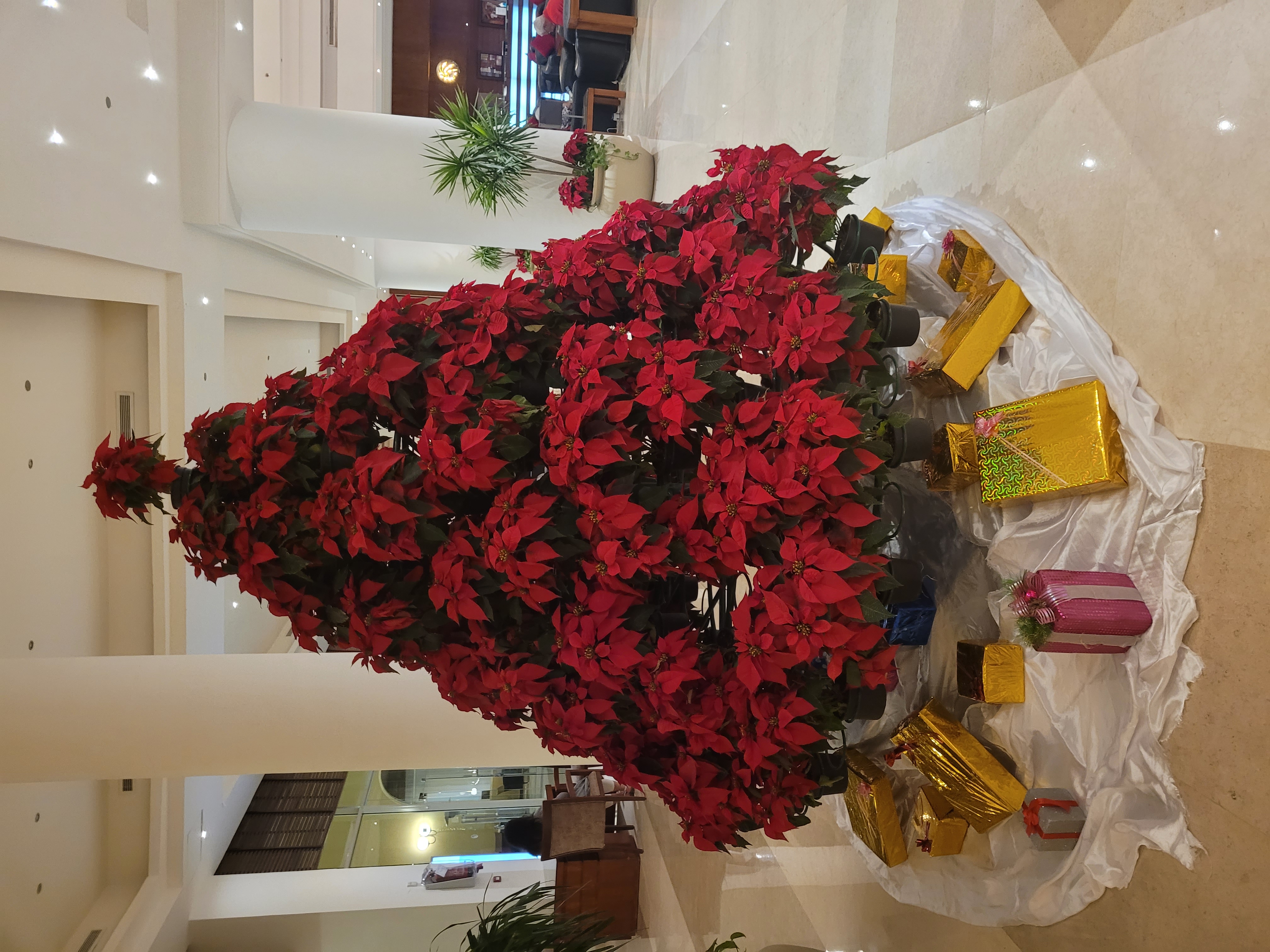 Фото Cleopatra Luxury Resort Makadi Bay