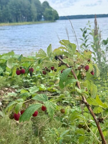 Вилла Вселуг фото 9