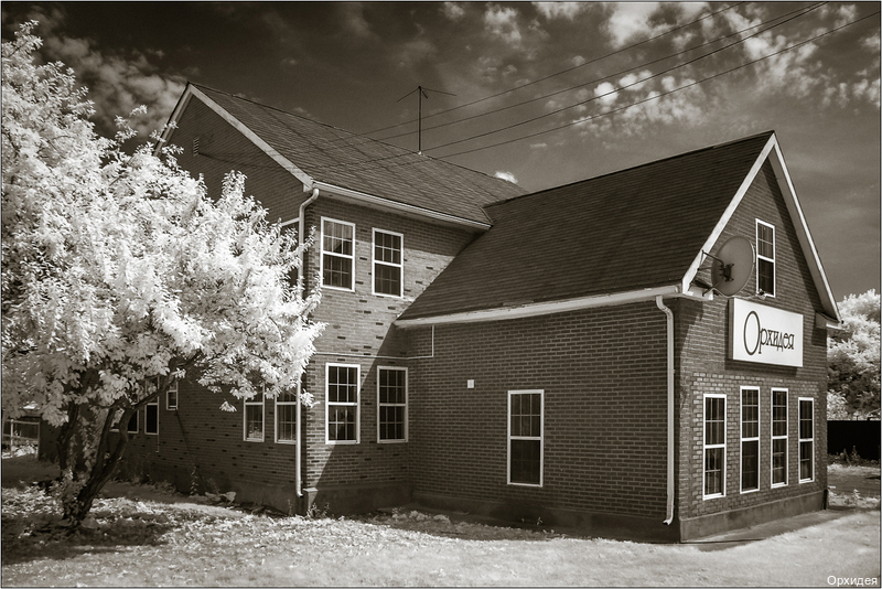 Фото Орхидея