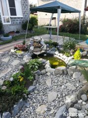 Фото Кипарис