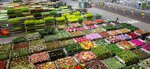 Flowers Will Be Delivered To Your Home (Novokuznetskaya Street, 39), flowers and bouquets delivery