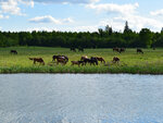 Shans Na Zhizn (Moscow Region, Klin Urban District, derevnya Shipulino) ، مزرعة ماشية