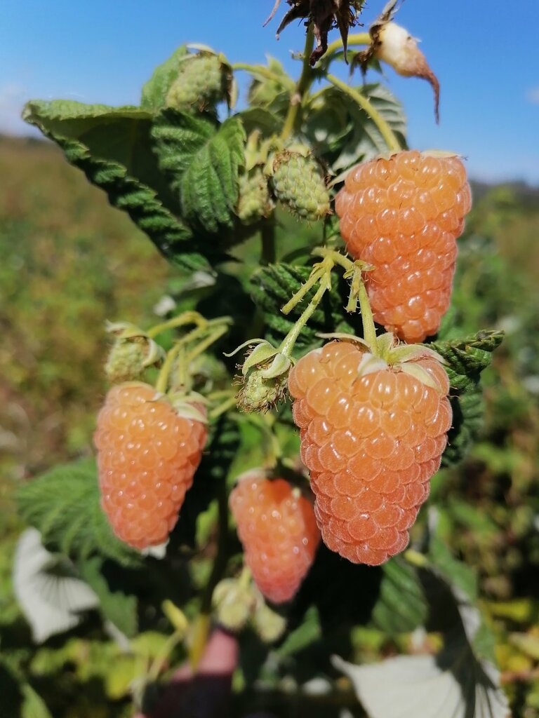 Garden center Плодовый питомник семьи Никушиных, Ulyanovsk Oblast, photo