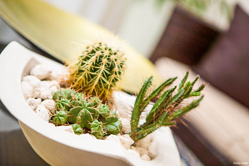 Фото Hotel Adler