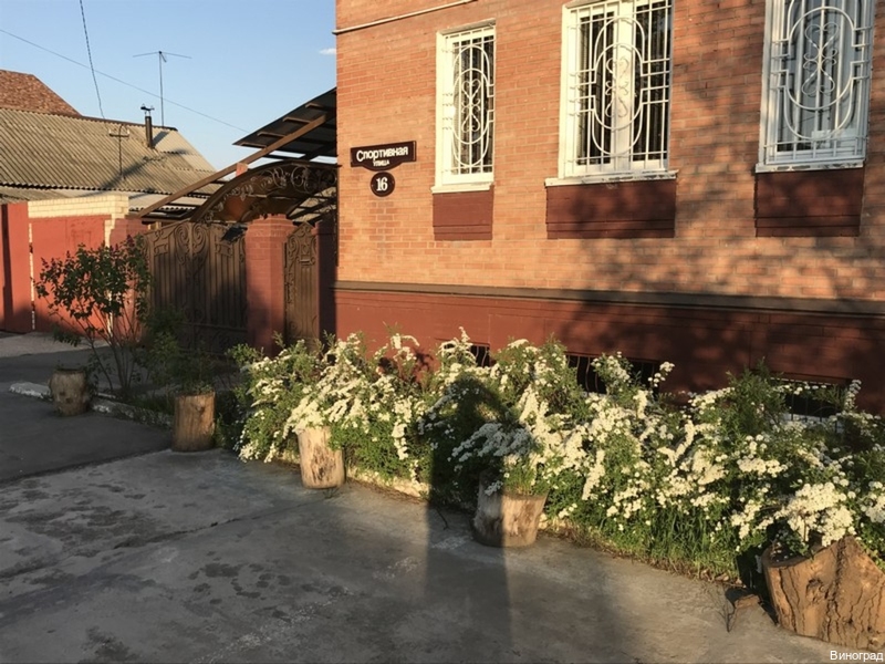 Фото Виноград